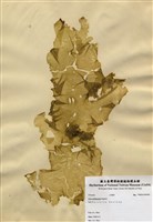 藏品(亞殼狀石蓴)的圖片